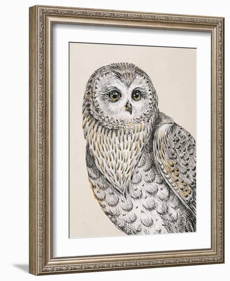 Beautiful Owls IV Vintage-Daphne Brissonnet-Framed Art Print