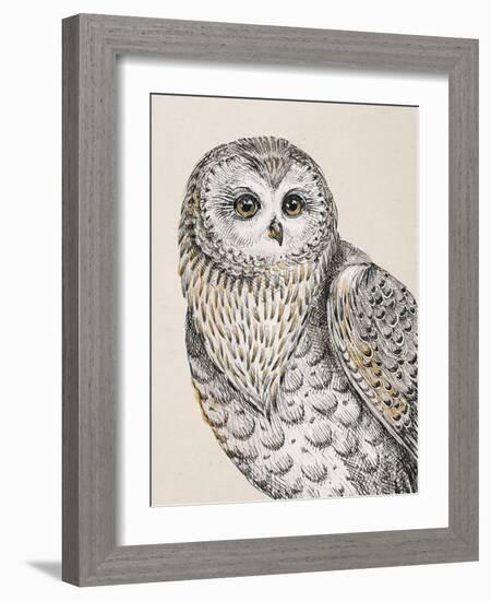 Beautiful Owls IV Vintage-Daphne Brissonnet-Framed Art Print