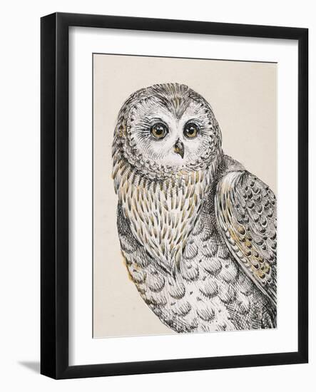 Beautiful Owls IV Vintage-Daphne Brissonnet-Framed Art Print