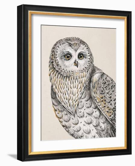 Beautiful Owls IV Vintage-Daphne Brissonnet-Framed Art Print