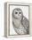 Beautiful Owls IV-Daphne Brissonnet-Framed Stretched Canvas