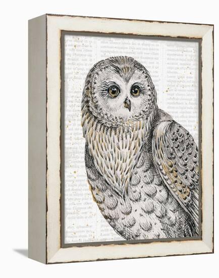 Beautiful Owls IV-Daphne Brissonnet-Framed Stretched Canvas