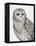 Beautiful Owls IV-Daphne Brissonnet-Framed Stretched Canvas