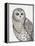 Beautiful Owls IV-Daphne Brissonnet-Framed Stretched Canvas