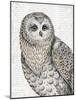 Beautiful Owls IV-Daphne Brissonnet-Mounted Art Print