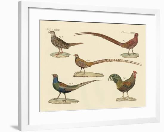 Beautiful Pheasants-null-Framed Giclee Print