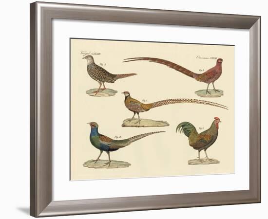 Beautiful Pheasants-null-Framed Giclee Print