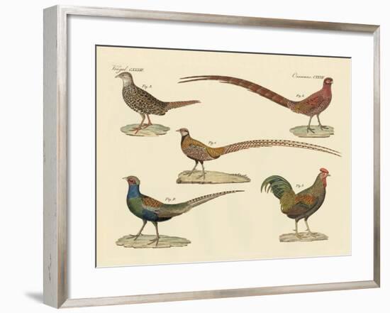 Beautiful Pheasants-null-Framed Giclee Print