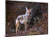 Beautiful Photo of a Wild Coyote out in Nature-graphicphoto-Mounted Photographic Print