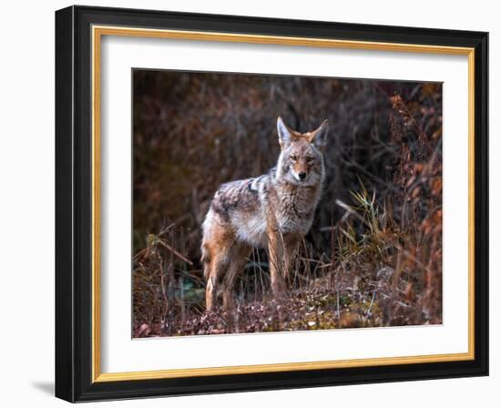 Beautiful Photo of a Wild Coyote out in Nature-graphicphoto-Framed Photographic Print
