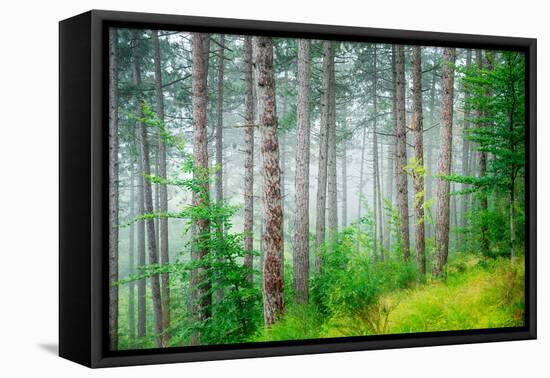 Beautiful Pine Tree Forest, Abstract Natural Background, Misty Woods in the Morning, Amazing Nature-Anna Omelchenko-Framed Premier Image Canvas