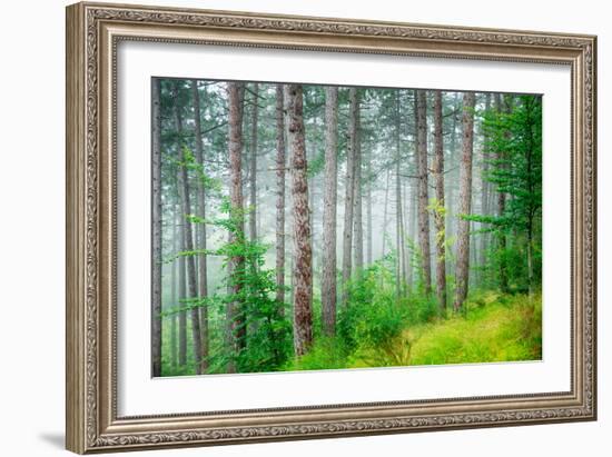 Beautiful Pine Tree Forest, Abstract Natural Background, Misty Woods in the Morning, Amazing Nature-Anna Omelchenko-Framed Photographic Print