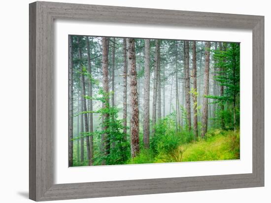 Beautiful Pine Tree Forest, Abstract Natural Background, Misty Woods in the Morning, Amazing Nature-Anna Omelchenko-Framed Photographic Print