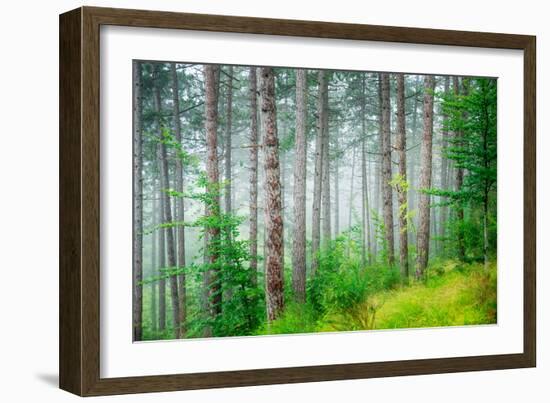 Beautiful Pine Tree Forest, Abstract Natural Background, Misty Woods in the Morning, Amazing Nature-Anna Omelchenko-Framed Photographic Print