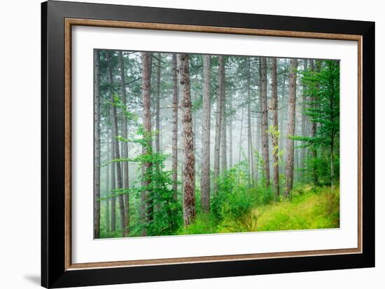 Beautiful Pine Tree Forest, Abstract Natural Background, Misty Woods in the Morning, Amazing Nature-Anna Omelchenko-Framed Photographic Print