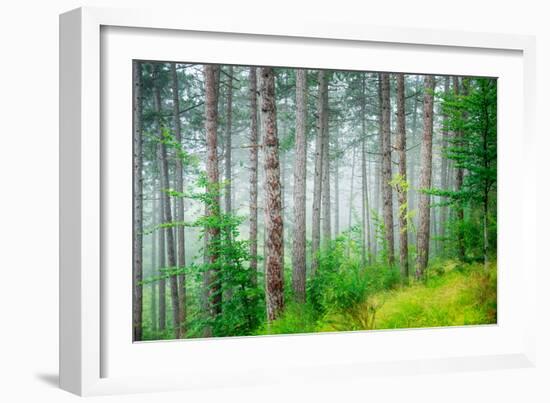 Beautiful Pine Tree Forest, Abstract Natural Background, Misty Woods in the Morning, Amazing Nature-Anna Omelchenko-Framed Photographic Print