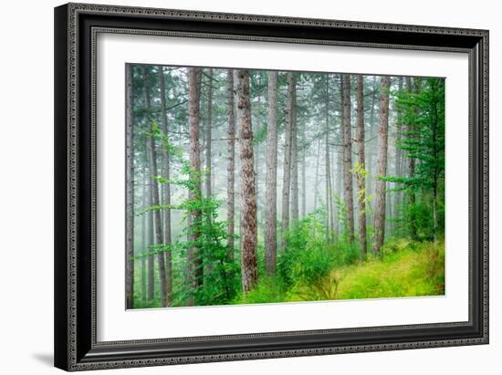 Beautiful Pine Tree Forest, Abstract Natural Background, Misty Woods in the Morning, Amazing Nature-Anna Omelchenko-Framed Photographic Print