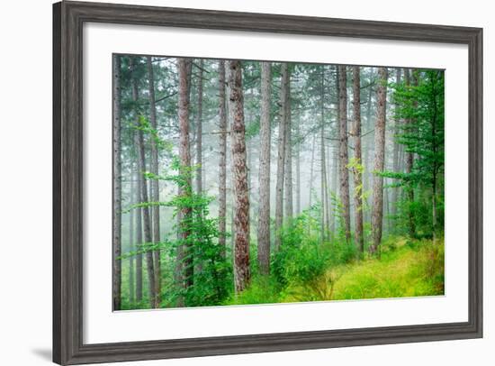 Beautiful Pine Tree Forest, Abstract Natural Background, Misty Woods in the Morning, Amazing Nature-Anna Omelchenko-Framed Photographic Print