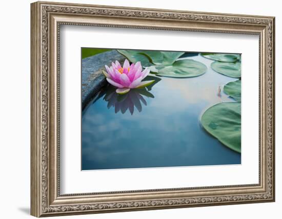 Beautiful Pink Lotus, Water Plant with Reflection in a Pond-Vasin Lee-Framed Photographic Print