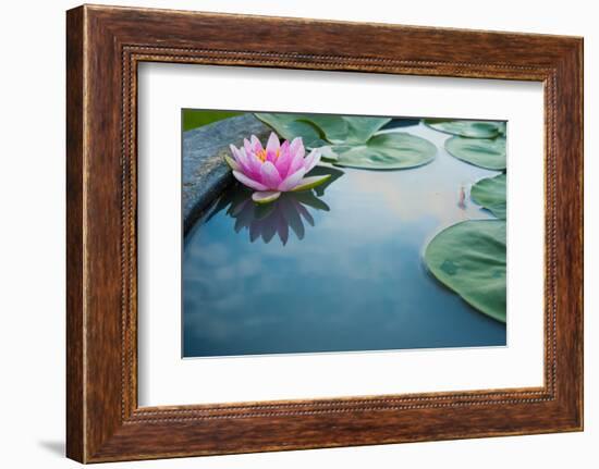 Beautiful Pink Lotus, Water Plant with Reflection in a Pond-Vasin Lee-Framed Photographic Print