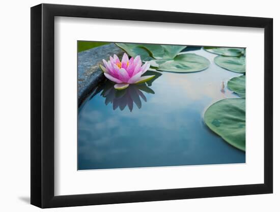 Beautiful Pink Lotus, Water Plant with Reflection in a Pond-Vasin Lee-Framed Photographic Print