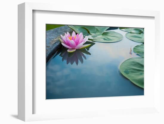 Beautiful Pink Lotus, Water Plant with Reflection in a Pond-Vasin Lee-Framed Photographic Print