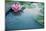 Beautiful Pink Lotus, Water Plant with Reflection in a Pond-Vasin Lee-Mounted Photographic Print