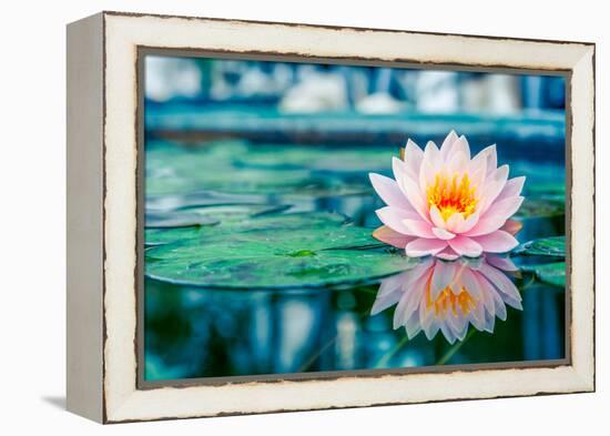 Beautiful Pink Lotus, Water Plant with Reflection in a Pond-Vasin Lee-Framed Premier Image Canvas