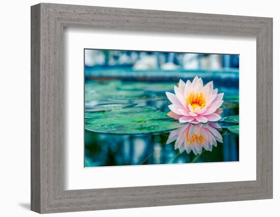 Beautiful Pink Lotus, Water Plant with Reflection in a Pond-Vasin Lee-Framed Photographic Print