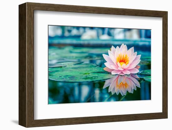 Beautiful Pink Lotus, Water Plant with Reflection in a Pond-Vasin Lee-Framed Photographic Print