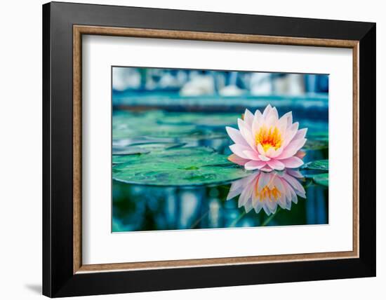 Beautiful Pink Lotus, Water Plant with Reflection in a Pond-Vasin Lee-Framed Photographic Print