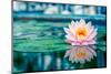 Beautiful Pink Lotus, Water Plant with Reflection in a Pond-Vasin Lee-Mounted Photographic Print