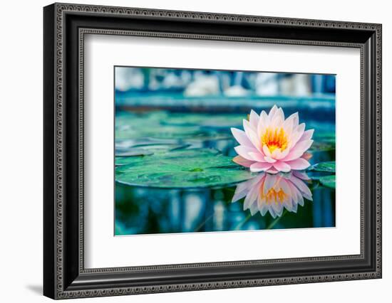 Beautiful Pink Lotus, Water Plant with Reflection in a Pond-Vasin Lee-Framed Photographic Print