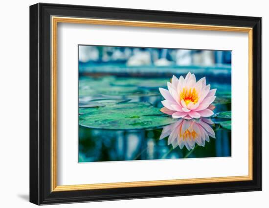 Beautiful Pink Lotus, Water Plant with Reflection in a Pond-Vasin Lee-Framed Photographic Print