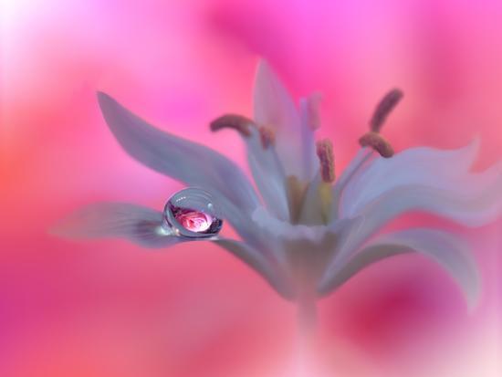 Photo, , large