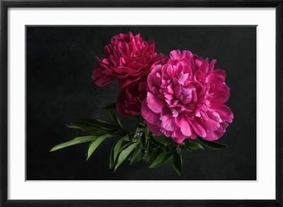 Beautiful Pink Peonies on Dark Background. Floral Still Life. Magenta Peony  Flowers' Photographic Print | Art.com