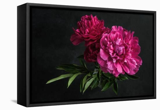 Beautiful Pink Peonies on Dark Background. Floral Still Life. Magenta Peony Flowers-null-Framed Premier Image Canvas