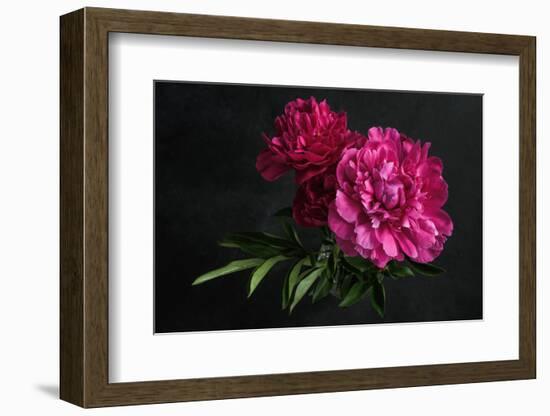 Beautiful Pink Peonies on Dark Background. Floral Still Life. Magenta Peony Flowers-null-Framed Photographic Print