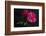 Beautiful Pink Peonies on Dark Background. Floral Still Life. Magenta Peony Flowers-null-Framed Photographic Print