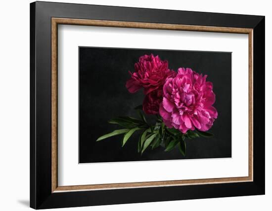 Beautiful Pink Peonies on Dark Background. Floral Still Life. Magenta Peony Flowers-null-Framed Photographic Print