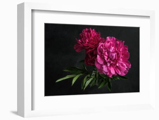 Beautiful Pink Peonies on Dark Background. Floral Still Life. Magenta Peony Flowers-null-Framed Photographic Print