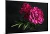 Beautiful Pink Peonies on Dark Background. Floral Still Life. Magenta Peony Flowers-null-Mounted Photographic Print