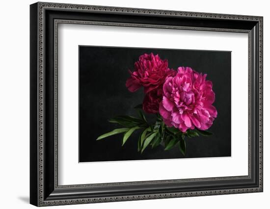 Beautiful Pink Peonies on Dark Background. Floral Still Life. Magenta Peony Flowers-null-Framed Photographic Print