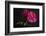 Beautiful Pink Peonies on Dark Background. Floral Still Life. Magenta Peony Flowers-null-Framed Photographic Print