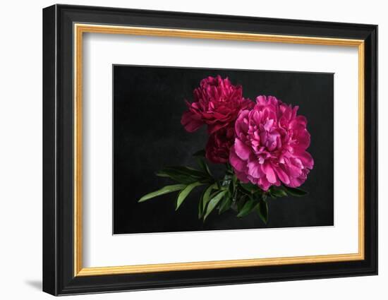 Beautiful Pink Peonies on Dark Background. Floral Still Life. Magenta Peony Flowers-null-Framed Photographic Print