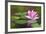 Beautiful Pink Water Lily and Leaves in Pond-Anyka-Framed Photographic Print