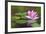 Beautiful Pink Water Lily and Leaves in Pond-Anyka-Framed Photographic Print