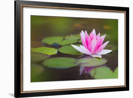 Beautiful Pink Water Lily and Leaves in Pond-Anyka-Framed Photographic Print