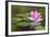 Beautiful Pink Water Lily and Leaves in Pond-Anyka-Framed Photographic Print