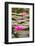 Beautiful Pink Water Lily Closeup-mazzzur-Framed Photographic Print